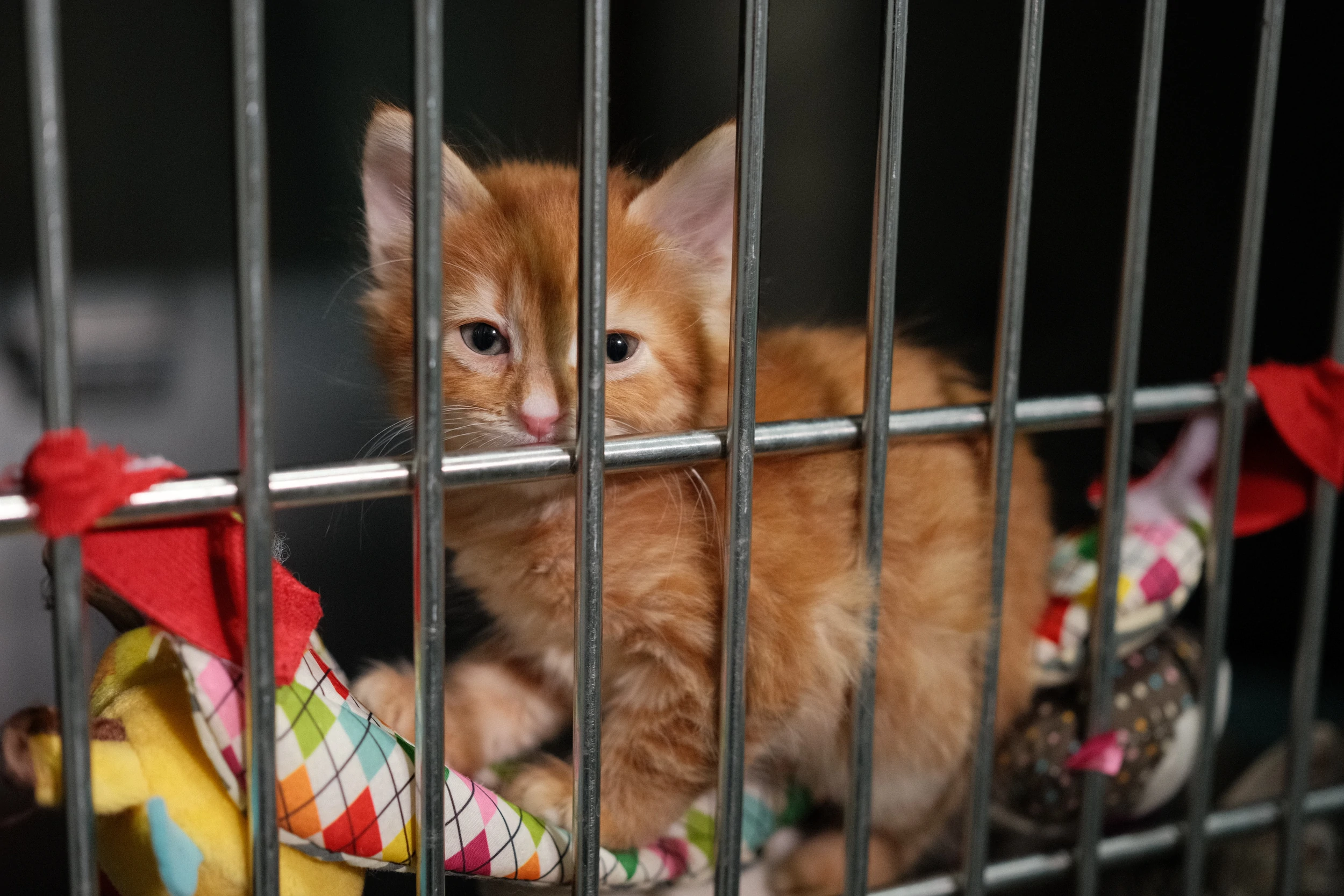 Gatito en espera de hogar temporal